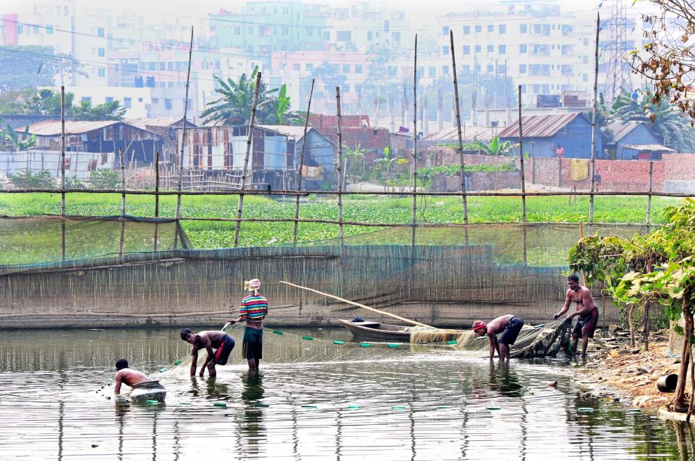 Aquaculture in Dhaka. The image taken from Pallabi Jheel, Ward 6, Dhaka North City Corporation